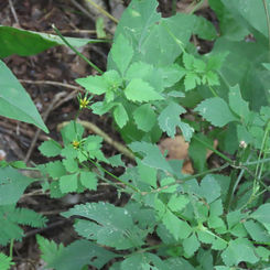 Bidens riparia