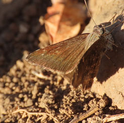 Mimosa Skipper (Cogia calchas)