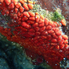 Metandrocarpa (Genus) - Social Sea Squirts
