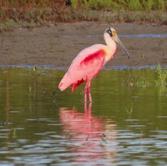 Roseate Spoonbill (Platalea ajaja)
