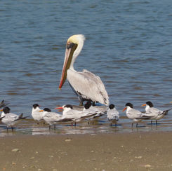 Brown Pelican (Pelecanus occidentalis)