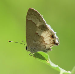 White Scrub-Hairstreak (Strymon albata)