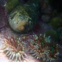Cortez Sea Anemone (Bunodosoma californicum)