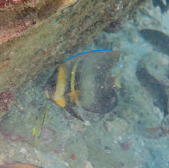 Cortez Angelfish (Pomacanthus zonipectus) - Adult