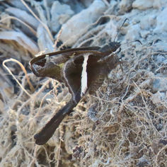 White-striped Longtail (Chioides albofasciatus)