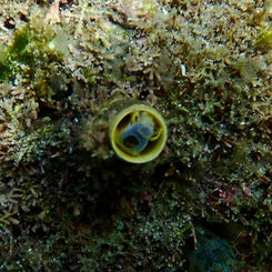 Worm Snails (Genus Thylacodes)