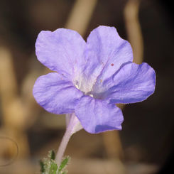 Genus Ruellia