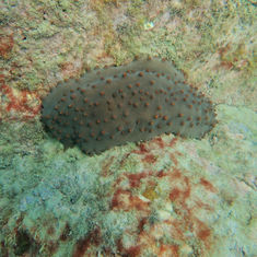 Brown Sea Cucumber (Isostichopus fuscus)