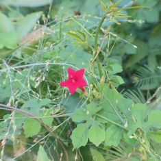 Cypress Vine (Ipomoea quamoclit)