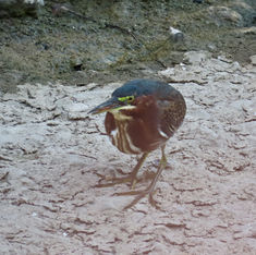 Green Heron (Butorides virescens)