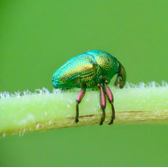 Eurhinus aeruginosus