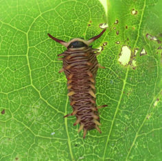 Polydamas Swallowtail (Battus polydamas)