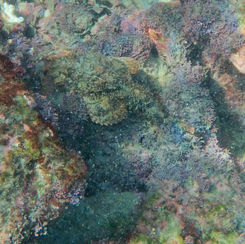 Stone Scorpionfish (Scorpaena mystes)