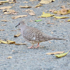 Inca Dove (Columbina inca)