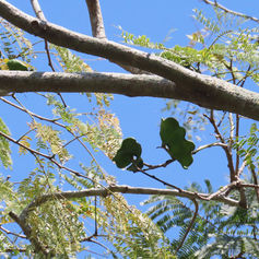 Elephant Ear Tree (Enterolobium cyclocarpum)