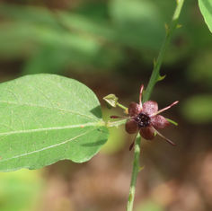 Genus Byttneria