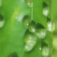 Sea Grape Gall Midge (Ctenodactylomyia watsoni)