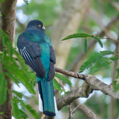 Citreoline Trogon (Trogon citreolus)