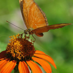 Julia Heliconian (Dryas iulia)