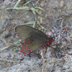Pink-Spotted Cattleheart (Parides photinus)