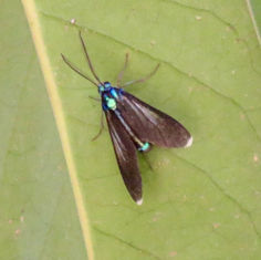 Uranophora leucotelus - Handmaiden Moth