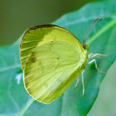 Mimosa Yellow (Eurema nise)