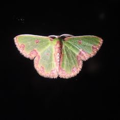Synchlora gerularia