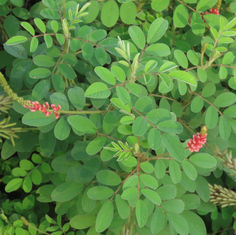 Hairy Indigo (Indigofera hirsuta)