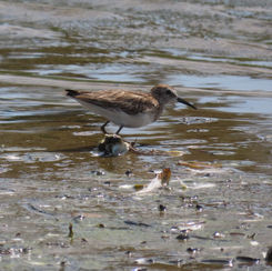 Least Sandpiper (Calidris minutilla)