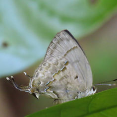 Thick-tailed Greatstreak (Paiwarria umbratus)