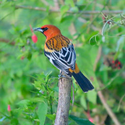 Streak-backed Oriole (Icterus pustulatus)