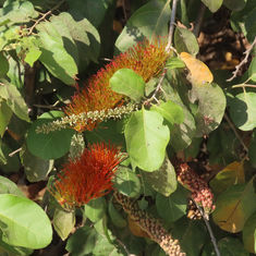 Bushwillow (Combretum farinosum)