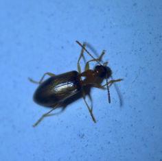 Ant-Like Flower Beetles (Subfamily Anthicinae)
