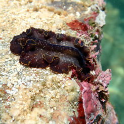 Pseudoceros (Genus) Flatworms