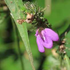 Runyon's Water Willow (Justicia runyonii)