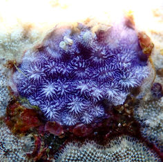 Disporella (Genus) Bryozoan