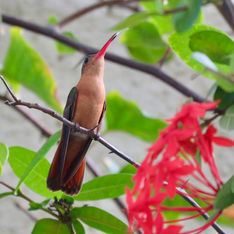Cinnamon Hummingbird (Amazilia rutila)