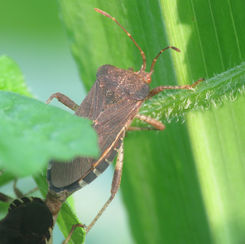 Anasa scorbutica - Squash Bug