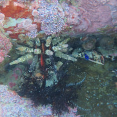 Slate Pencil Urchin (Eucidaris thouarsii)
