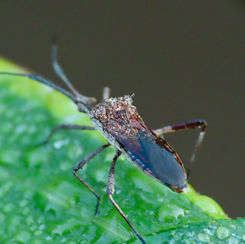 Euphorbia Bug - Chariesterus antennator