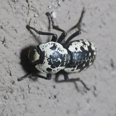 Zopherus nodulosus