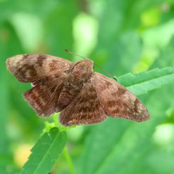 Morning Glory Tufted Skipper (Pellicia dimidiata)
