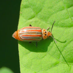 Flea Beetles (Genus Disonycha)