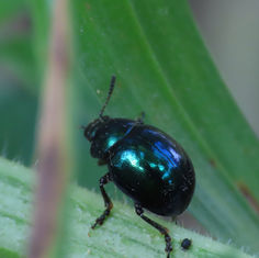 Haldeman's Green Potato Beetle (Leptinotarsa haldemani)