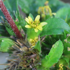 Straggler Daisy (Calyptocarpus vialis)