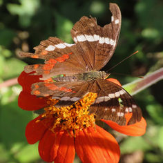 Banded Peacock (Anartia fatima ssp. colima)