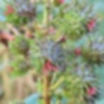 Plants