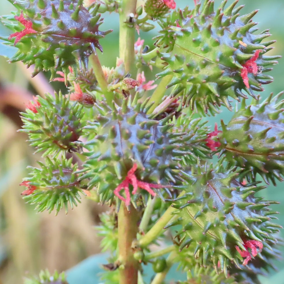 Plants
