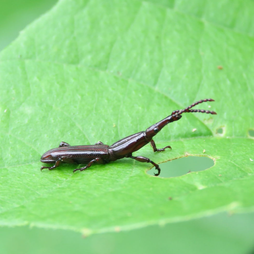 Straight-snouted Weevils