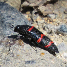 Acmaeodera trizonalis